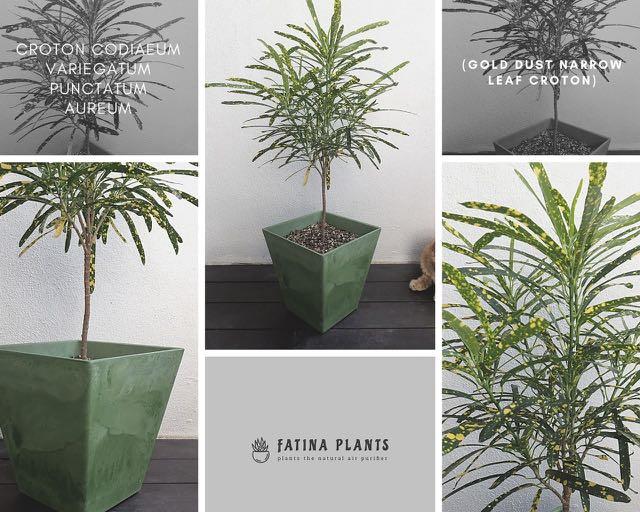 Croton Codiaeum Variegatum Punctatum Aureum (Gold Dust Narrow Leaf