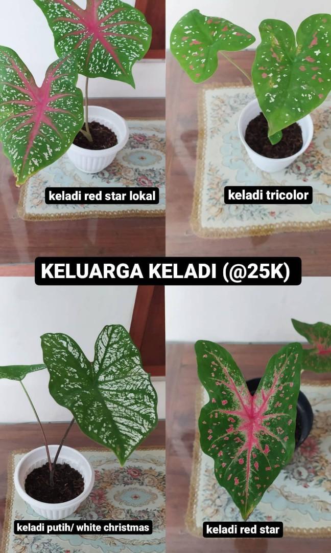 Jogja Tanaman Hias Keladi Aglonema Sansievera Syngonium Perkebunan Di Carousell