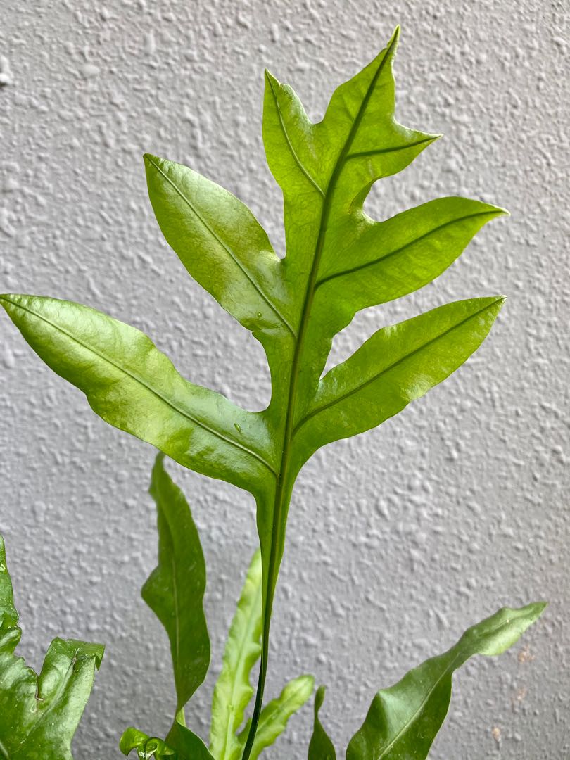 Kangaroo Paw Fern, Furniture & Home Living, Gardening, Plants & Seeds