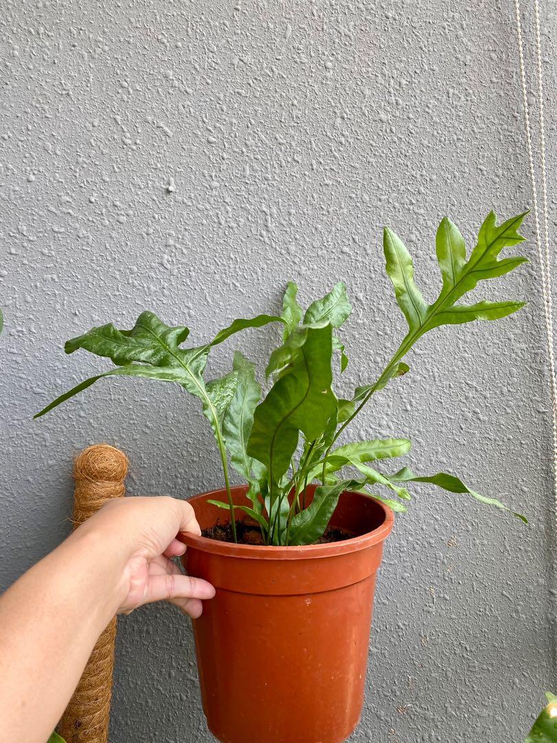 Kangaroo Paw Fern, Furniture & Home Living, Gardening, Plants & Seeds