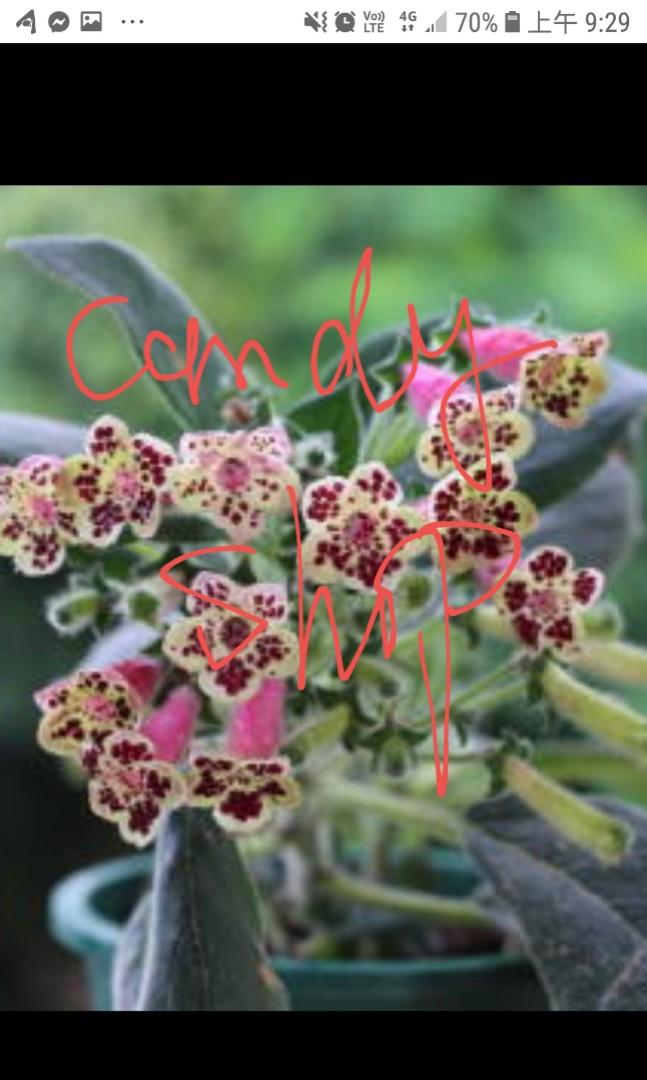 植物 花猫 Kohleria 其他 其他 Carousell