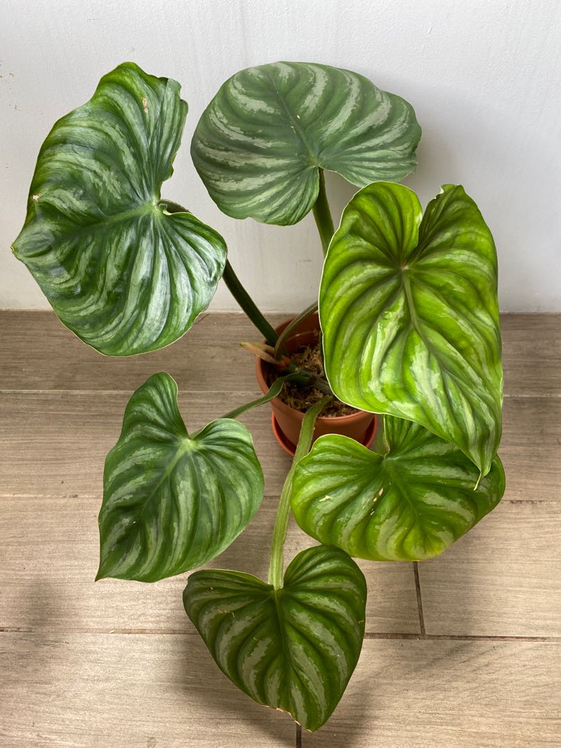 Philodendron Plowmanii Furniture Home Living Gardening Plants Seeds On Carousell
