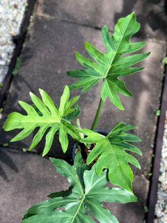 (Category: ) located in . Submitted by plantaddict (Listing ID 1054938640, Image 1). Description: .