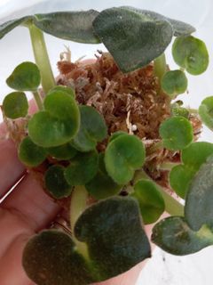 （分類：）位於 。 由 amychan1 提交（商品編號 1054992693，圖片 1）。簡介： 。