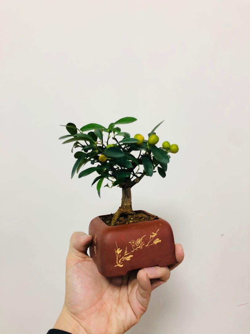 日本金豆盆栽 1xxx 傢俬 家居 Gardening Plants Carousell