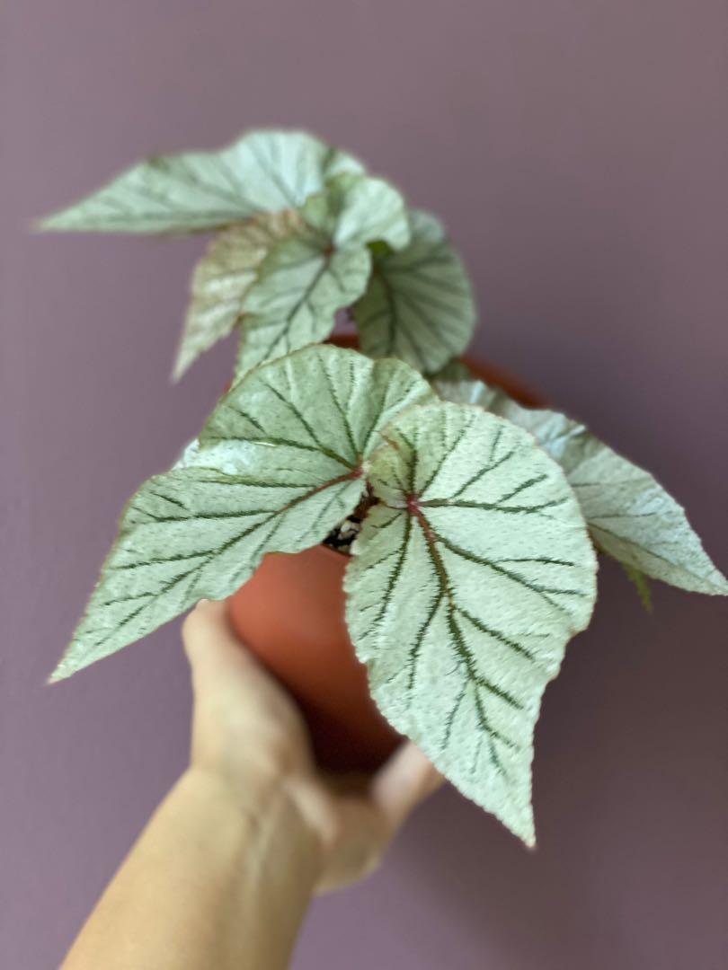 Begonia Don Miller Home Furniture Gardening On Carousell