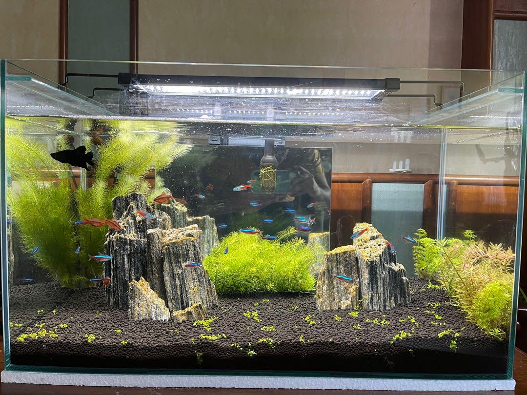 Betta Fish Tank 3 Weeks Old Pet Supplies For Fish Fish Tanks On Carousell