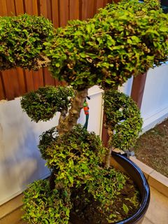 (Category: ) located in . Submitted by lau_gh (Listing ID 1055195207, Image 1). Description: .