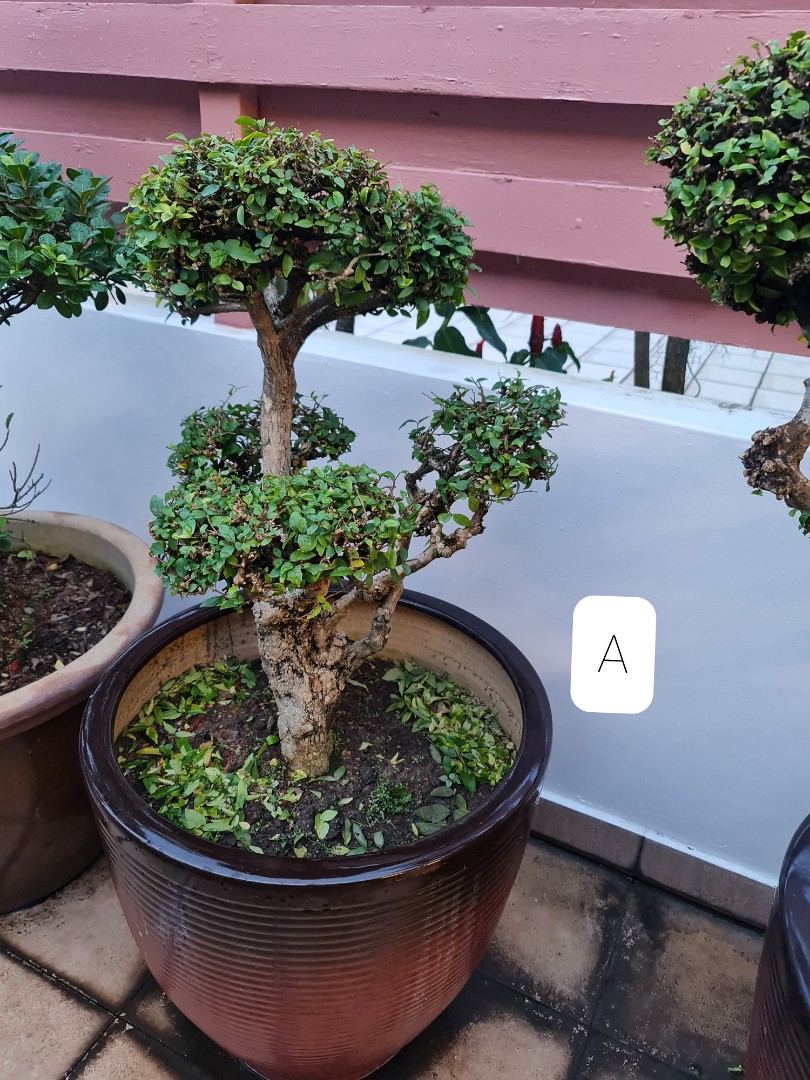 Bonsai Tree In A Big Pot Stock Photo Picture And Royalty Free Image Image 56148051