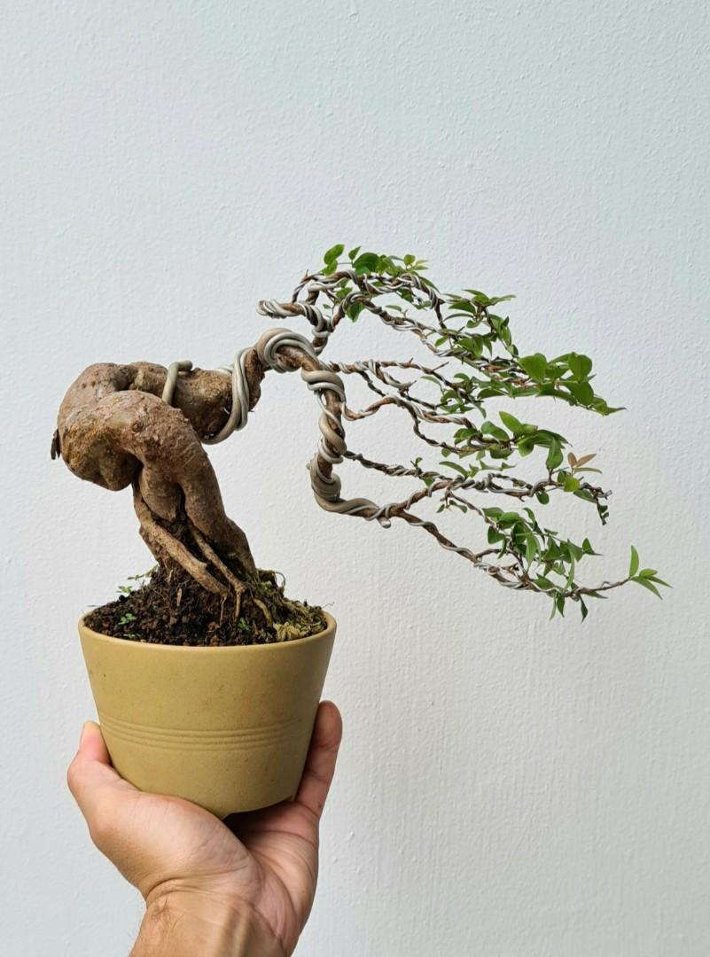 Brazilian GrapeTree Bonsai (Jabuticaba), Gardening, Plants on Carousell