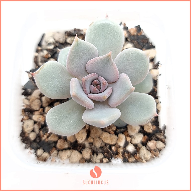 Echeveria Pink Loria Succulent Gardening Plants On Carousell Succulents store extra water in their leaves, stems, or roots, which gives them the ability to survive rather than giving your succulents sips of water here and there, give them a good soaking, to the. carousell