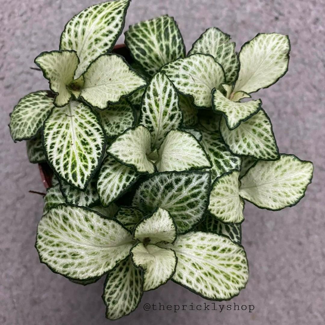 Fittonia Varieties plants, Furniture &amp; Home Living