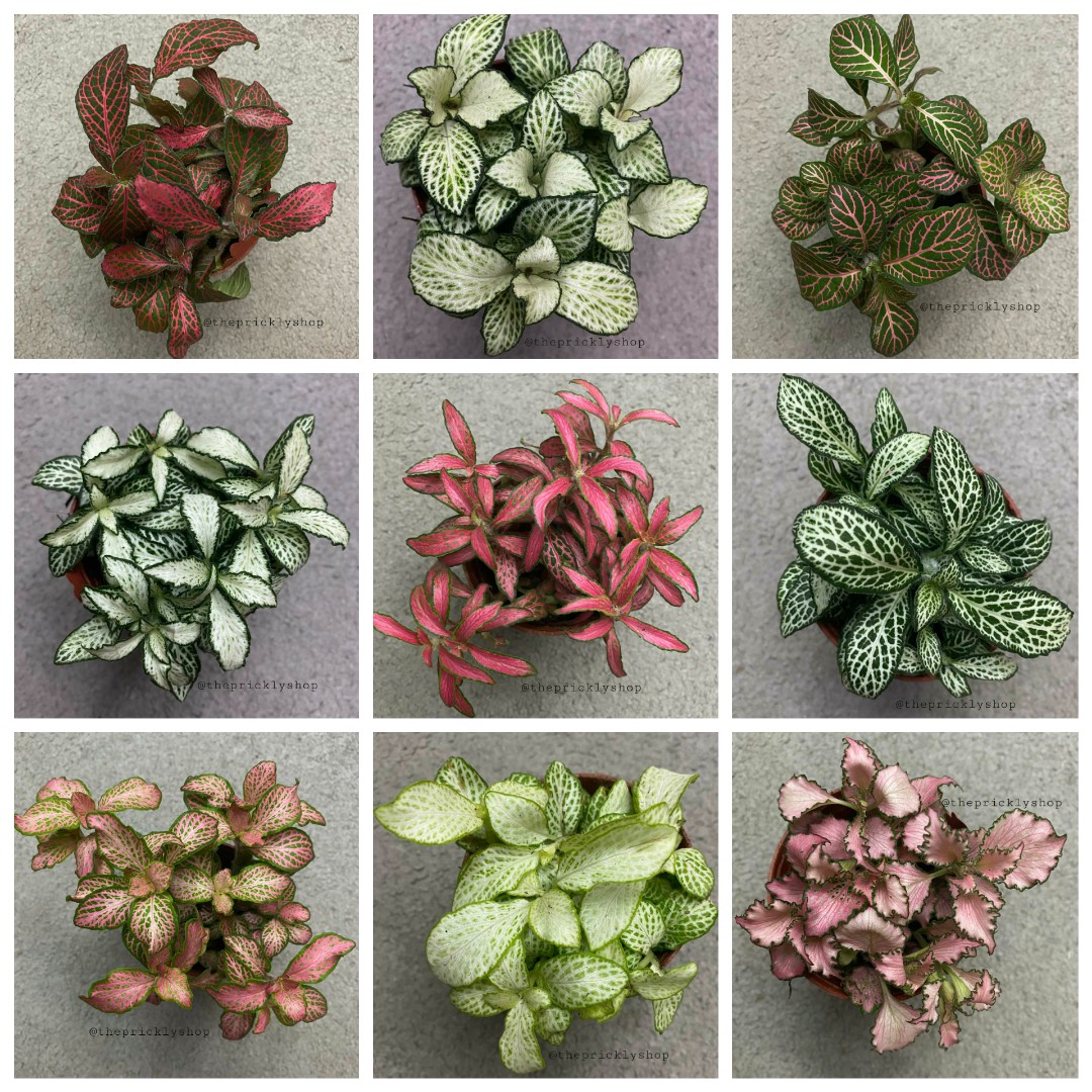 Fittonia Varieties plants, Furniture & Home Living, Gardening, Plants