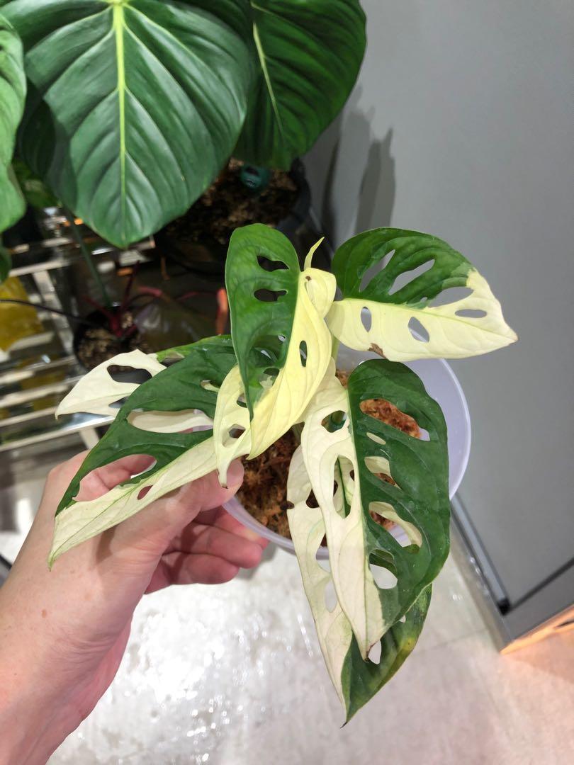 Monstera Adansonii Variegated Albo White Halfmoon Japan Gardening Plants On Carousell