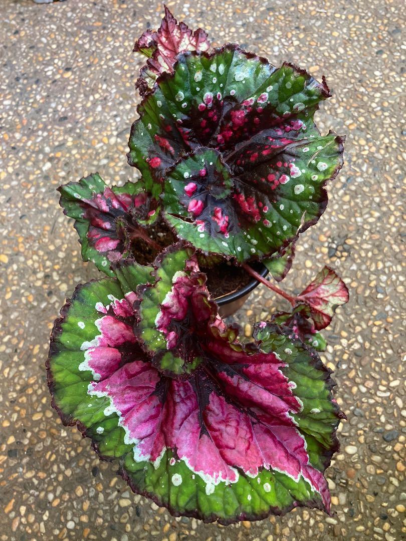 Rare Begonia rex hybrid, Furniture & Home Living, Gardening, Plants & Seeds  on Carousell