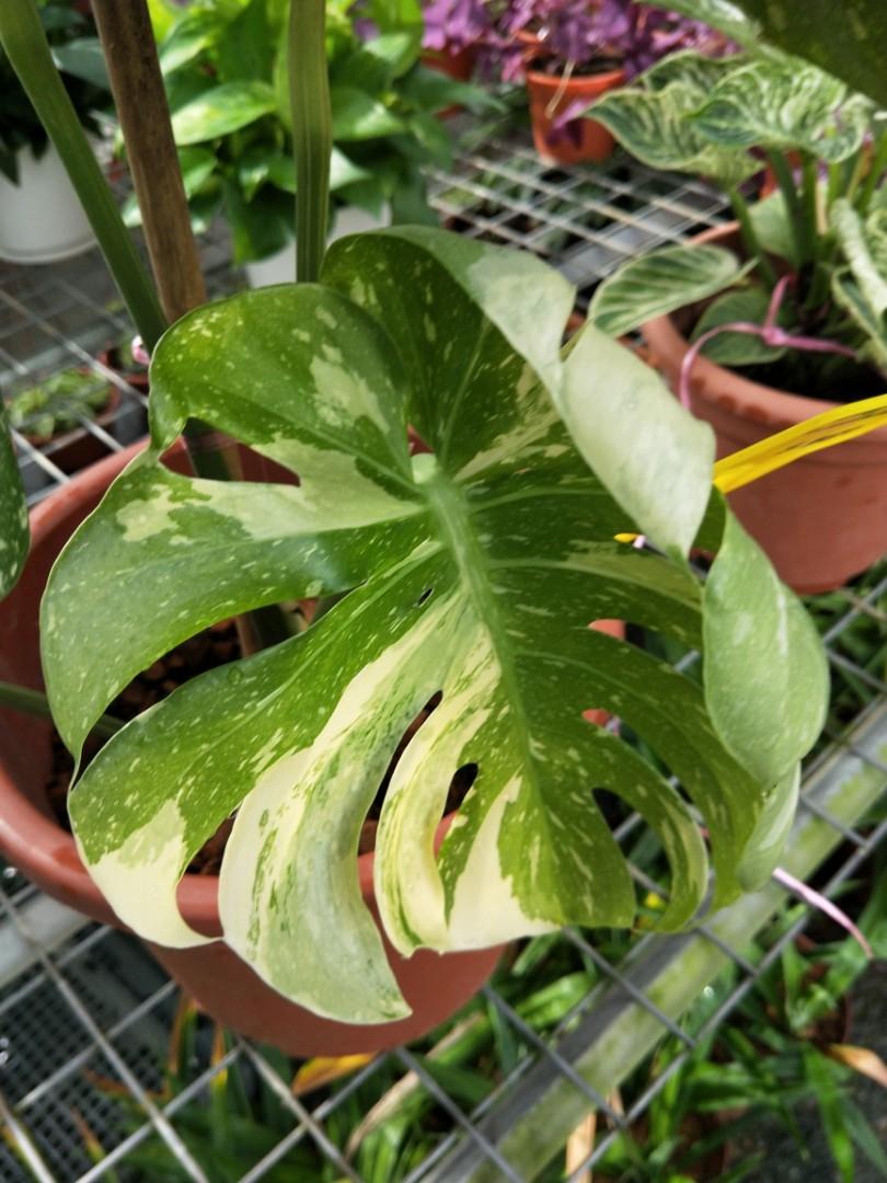Variegated Monstera Thai Constellation Gardening Plants On Carousell