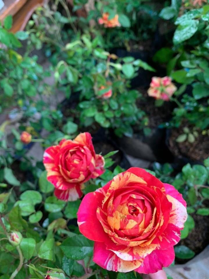 For Sale Vietnam Rose Gardening Flowers Plants On Carousell
