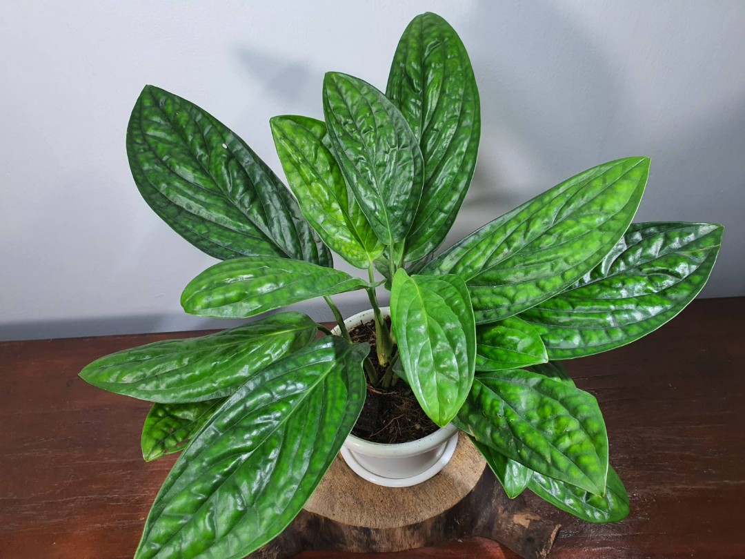 Monstera Sp Peru Furniture Home Living Gardening Plants Seeds On Carousell