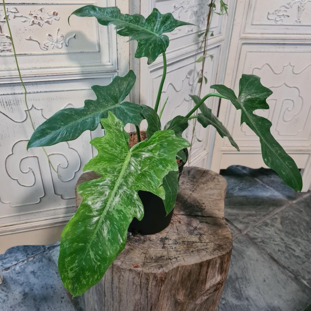 Philodendron Golden Dragon Lime Fiddle Furniture Home Living Gardening Plants Seeds On Carousell