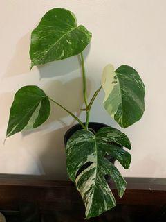 Monstera Borsigiana Gardening Carousell Singapore
