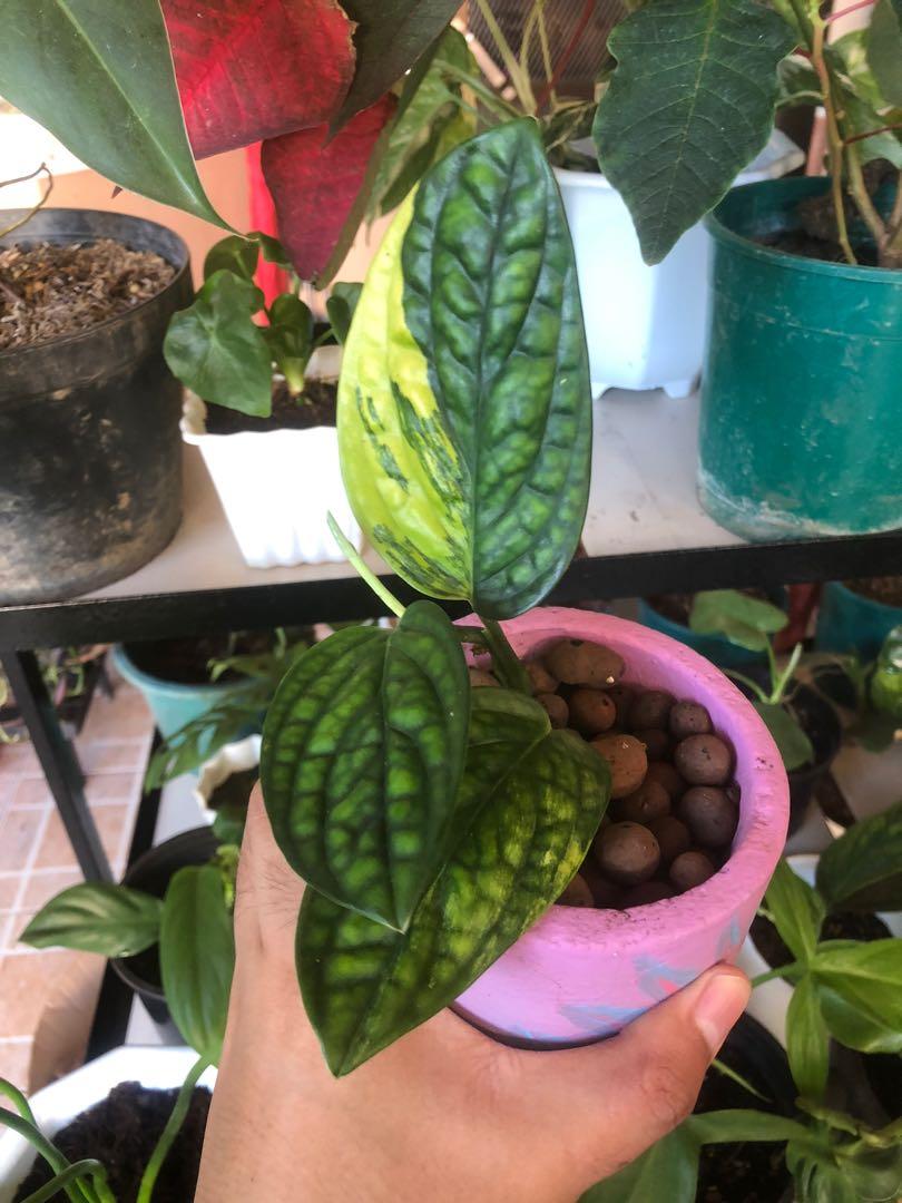 Variegated Monstera Peru Gardening Flowers Plants On Carousell