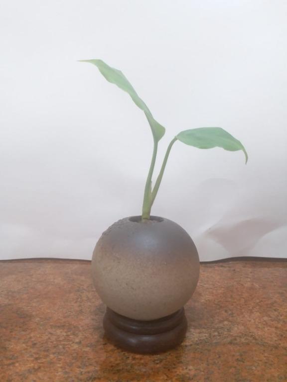 廣東萬年青 水耕 植物 花瓶 木座 傢俬 家居 Gardening Plants Carousell