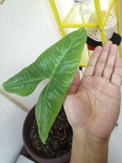 Alocasia Zebrina