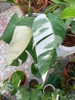 （分類：）位於 。 由 thegreenroom 提交（商品編號 1055730635，圖片 1）。簡介： 。