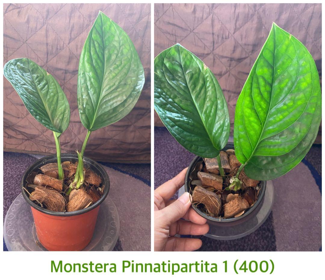 希少大株 モンステラ ピンナティパルティタ Monstera pinnatipartita