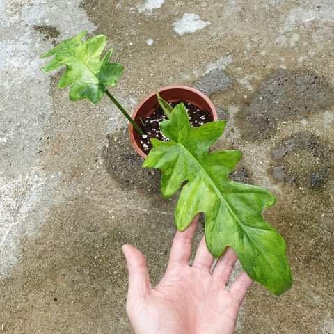 Philodendron 'Bob Cee' Variegata, Furniture & Home Living, Gardening,  Plants & Seeds on Carousell