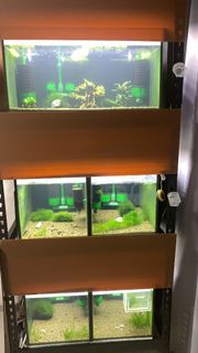 (Category: ) located in . Submitted by shrimp_pet (Listing ID 1055740450, Image 1). Description: .