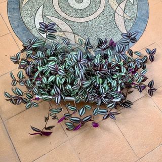 (Category: ) located in . Submitted by botanick (Listing ID 1055679334, Image 1). Description: .