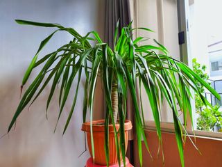 (Category: ) located in . Submitted by plantwithbee (Listing ID 1055659412, Image 1). Description: .