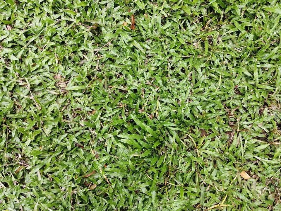 Carabao grass, Furniture & Home Living, Gardening, Plants & Seeds on