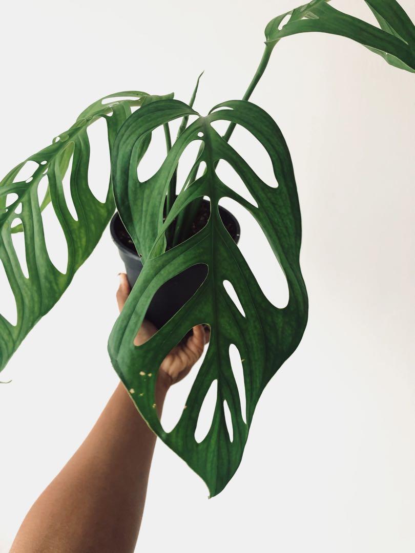 Monstera Esqueleto Home Furniture Gardening On Carousell
