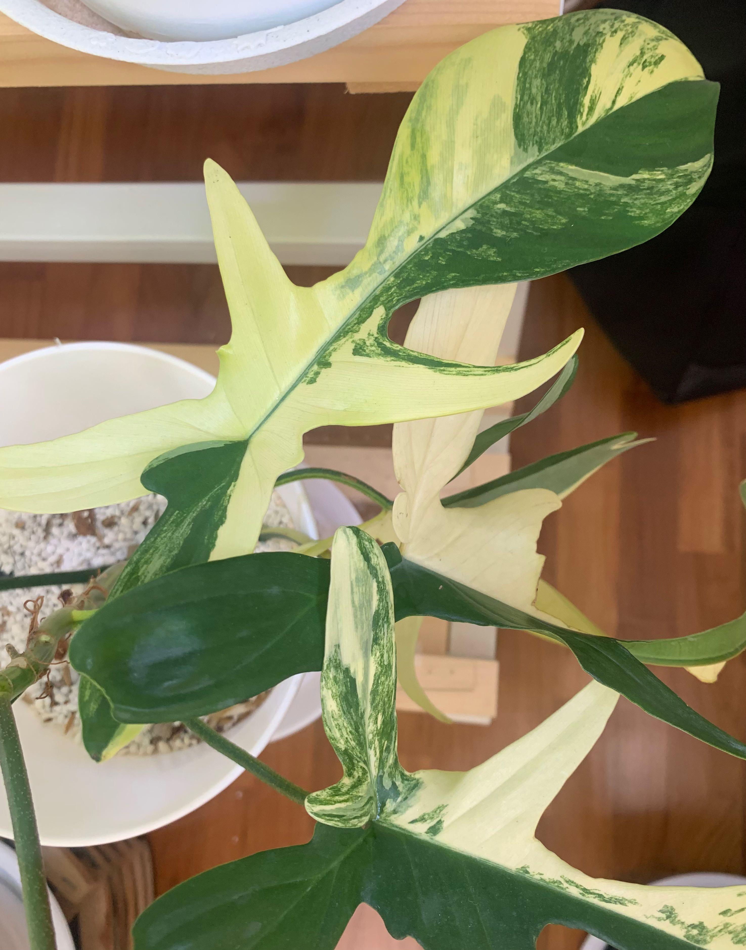 Philodendron Florida Beauty Variegated, Furniture &amp; Home