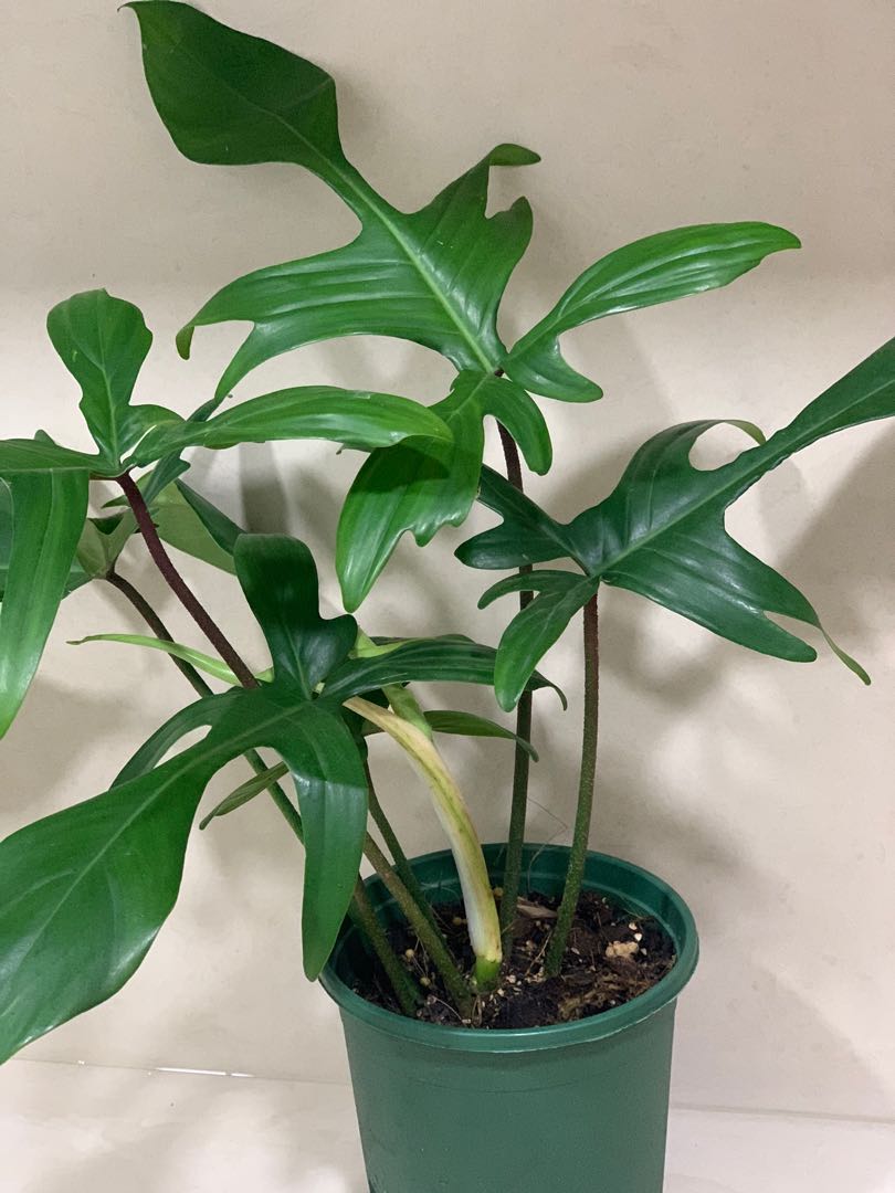 Philodendron Florida Green Furniture Home Living Gardening Plants Seeds On Carousell
