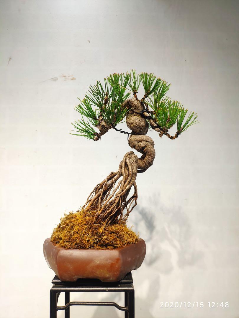 提根黑松真松實生盆景盆栽bonsai 傢俬 家居 Gardening Plants Carousell