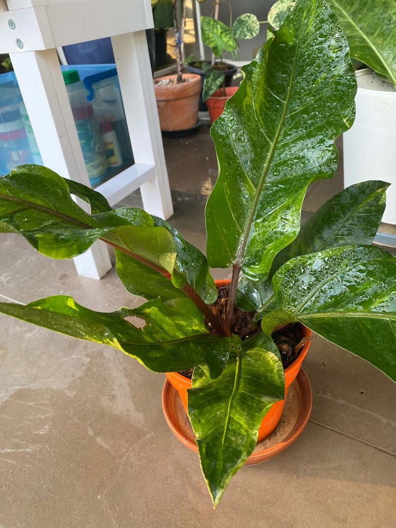 Anthurium Jungle Bush Varigated Home Furniture Gardening On Carousell