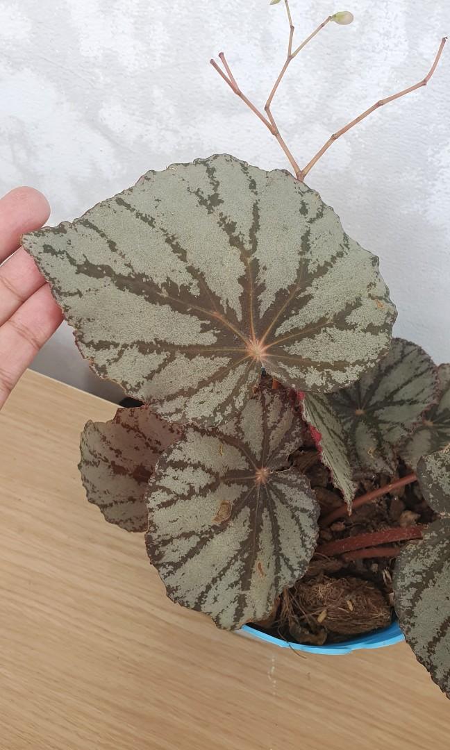 Begonia Silver Furniture Home Living Gardening Plants Seeds On Carousell