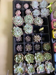 (Category: ) located in . Submitted by whimsicalsucculent (Listing ID 1056360608, Image 1). Description: .