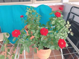 (Category: ) located in . Submitted by sgtext (Listing ID 1056234698, Image 1). Description: .