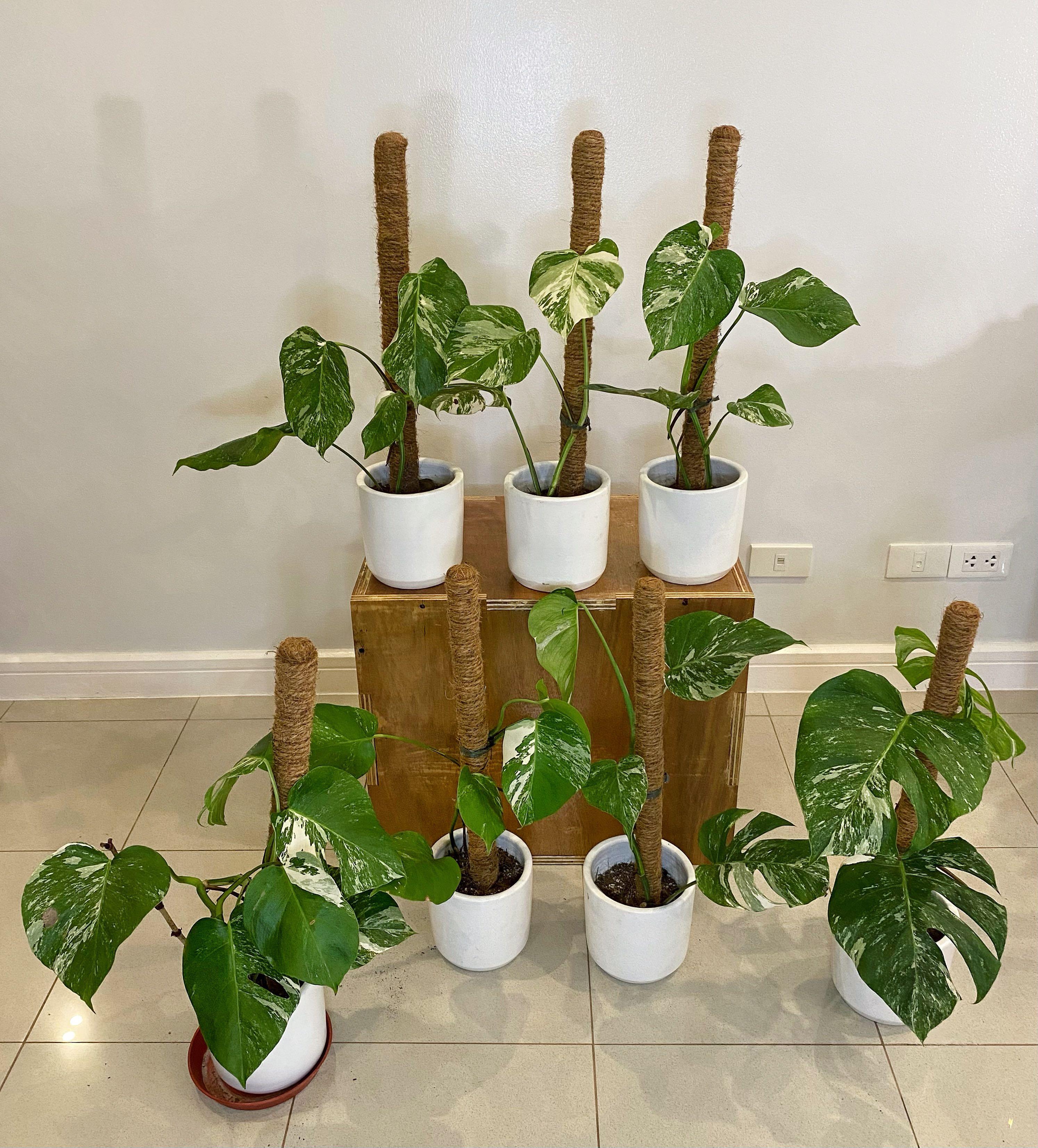 Monstera Albo Variegata Gardening Flowers Plants On Carousell