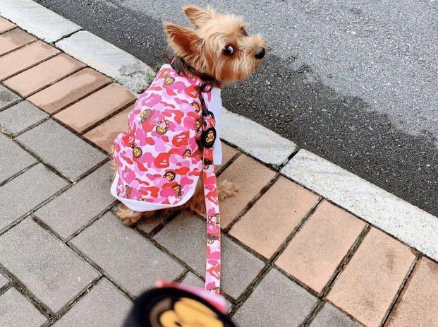 Bape hotsell dog leash