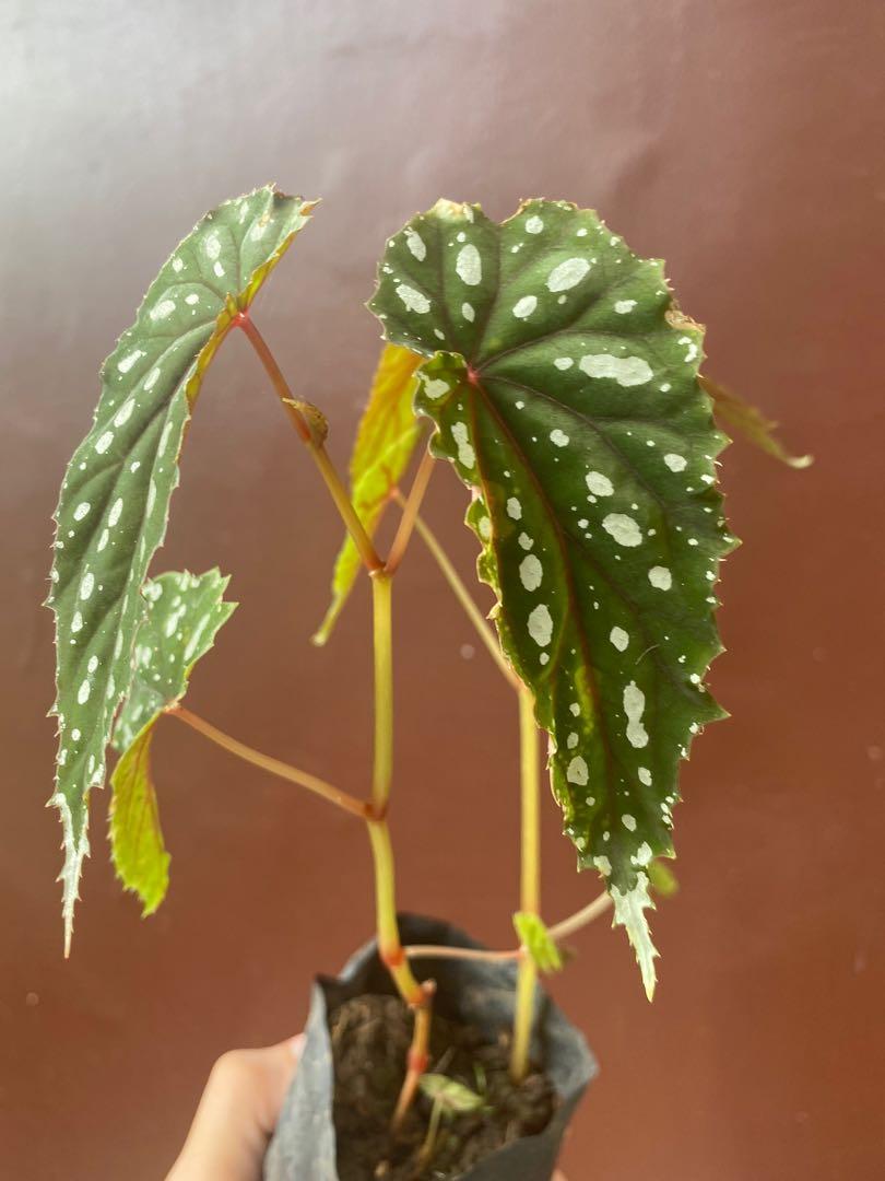 Begonia Balangcodiae Furniture Home Living Gardening Plants Seeds On Carousell