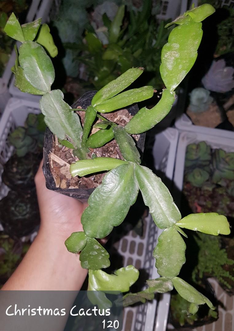 Christmas Cactus Furniture Home Living Gardening Plants Seeds On Carousell