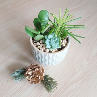 (Category: ) located in . Submitted by tinygreenthumb (Listing ID 1056436840, Image 1). Description: .