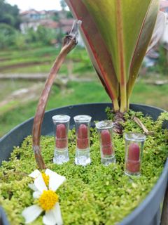 (Kategori: ) berada di . Dikirim oleh febby_shop (ID iklan 1056653389, Gambar 1). Deskripsi: .