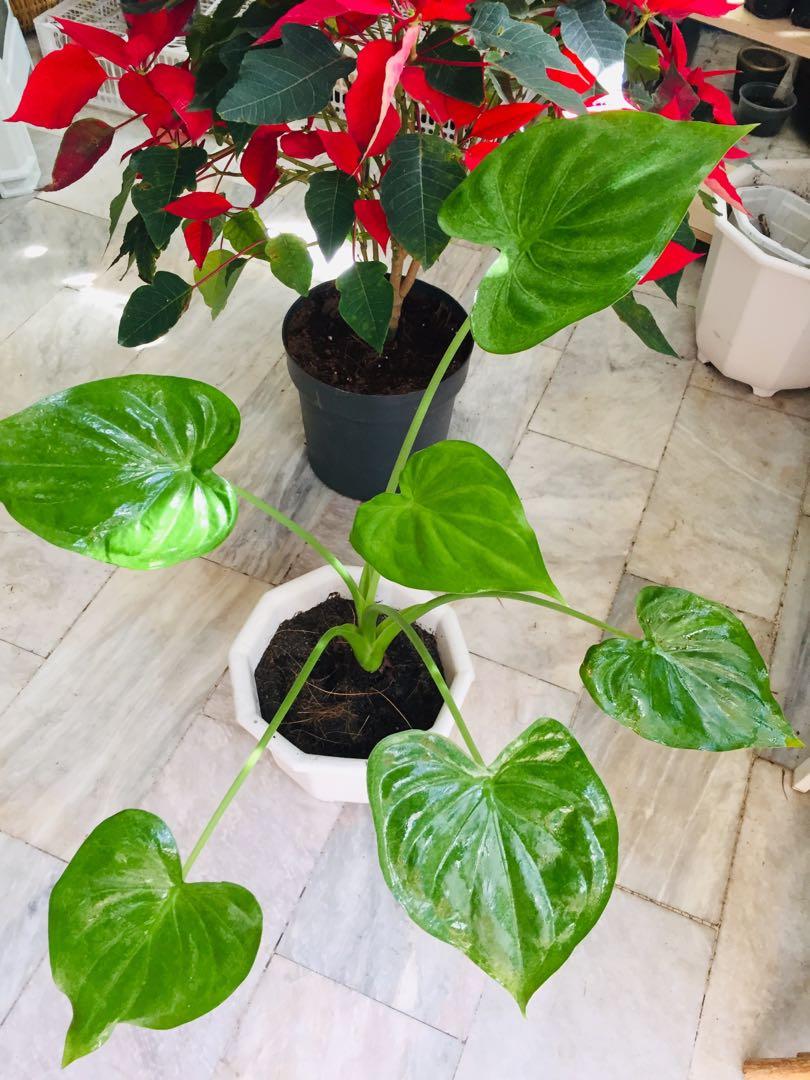 Potted Big Alocasia Cucullata (Category: Plants & Seeds) located in Paranaque City. Submitted by FLess.ph (Listing ID 1056437216, Image 1). Description: Potted in healthy and well draining soil mix. No need to repot.