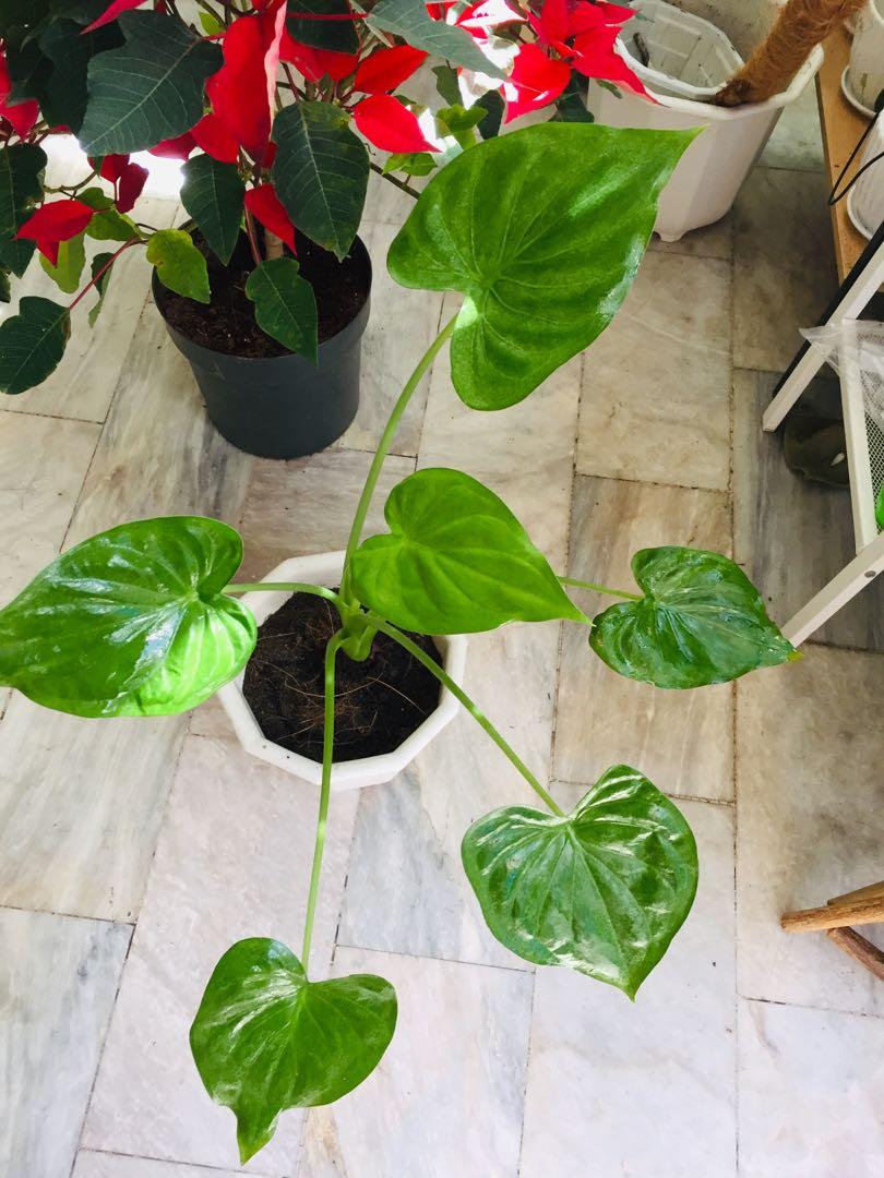 Potted Big Alocasia Cucullata (Category: Plants & Seeds) located in Paranaque City. Submitted by FLess.ph (Listing ID 1056437216, Image 3). Description: Potted in healthy and well draining soil mix. No need to repot.